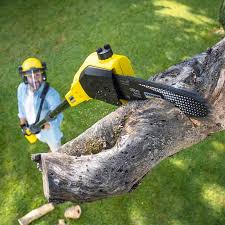 Professional  Tree Services in Riverside, MD