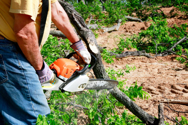 Why Choose Our Tree Removal Services in Riverside, MD?